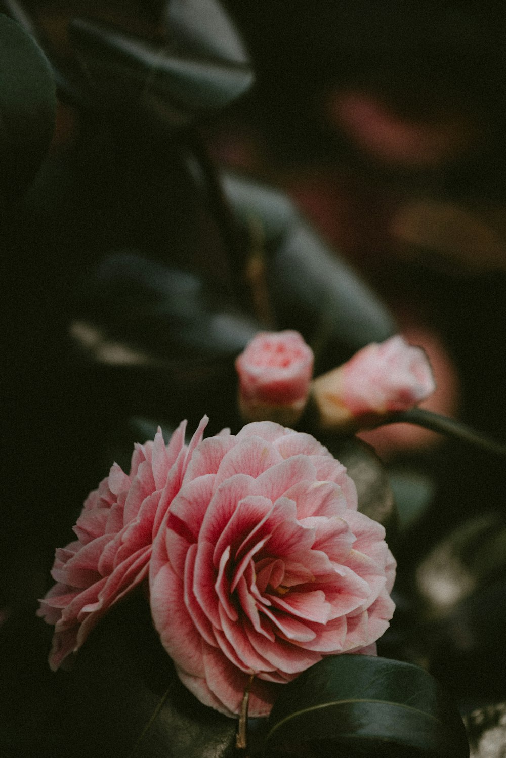 pink-petaled flowers