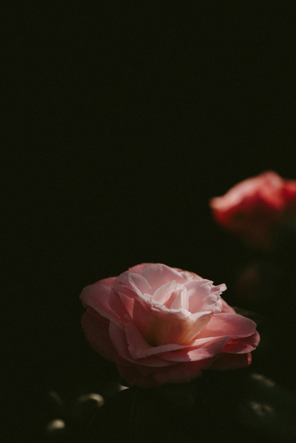 pink rose flower during night time