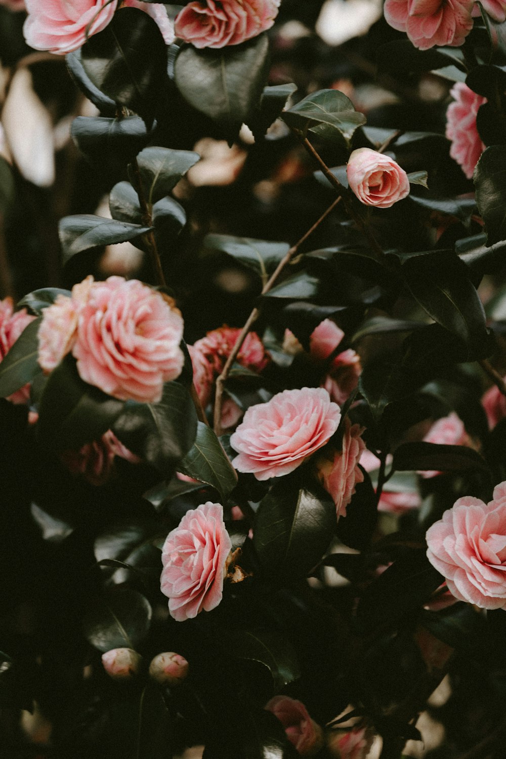 Vista próxima de rosas de jardim cor-de-rosa