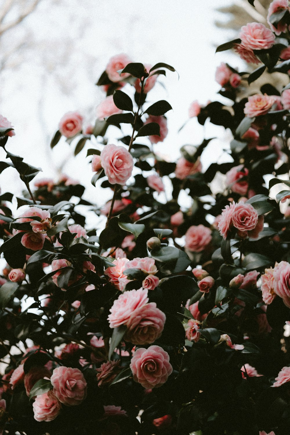 Blick auf rosa Gartenrosen