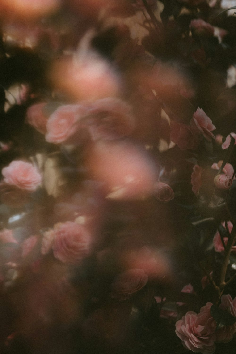 pink roses in closeup photo