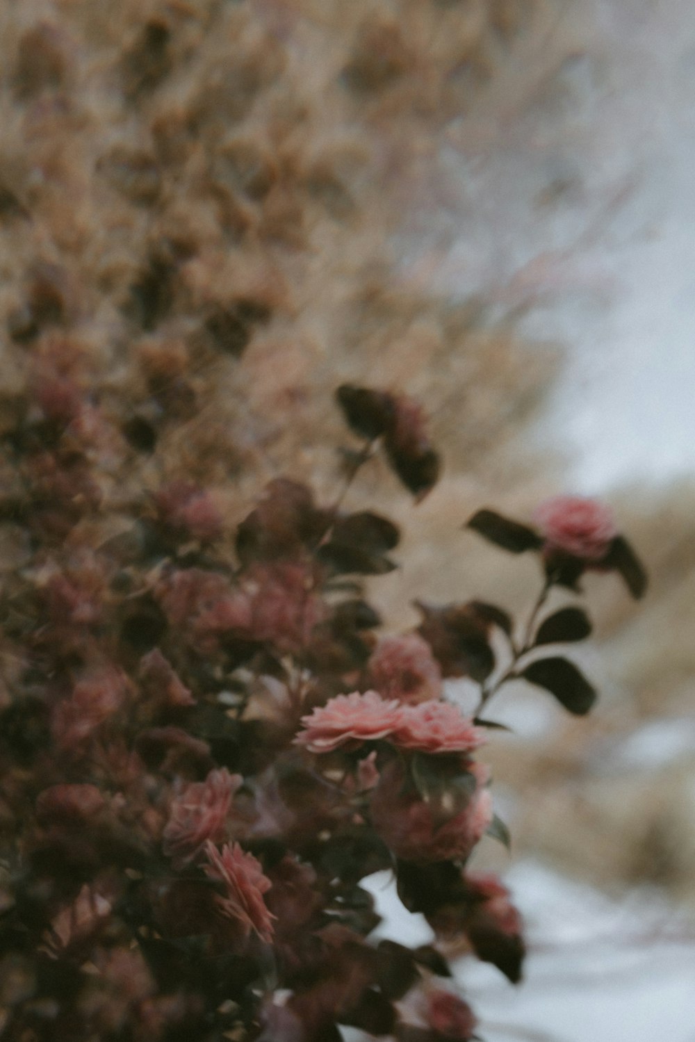 shallow focus photo of pink flowers