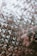 A dreamy and blurred effect captures pink flowers and green leaves in an artistic style, evoking a sense of motion and abstraction. The scene resembles a kaleidoscope of delicate blooms intertwined with foliage.
