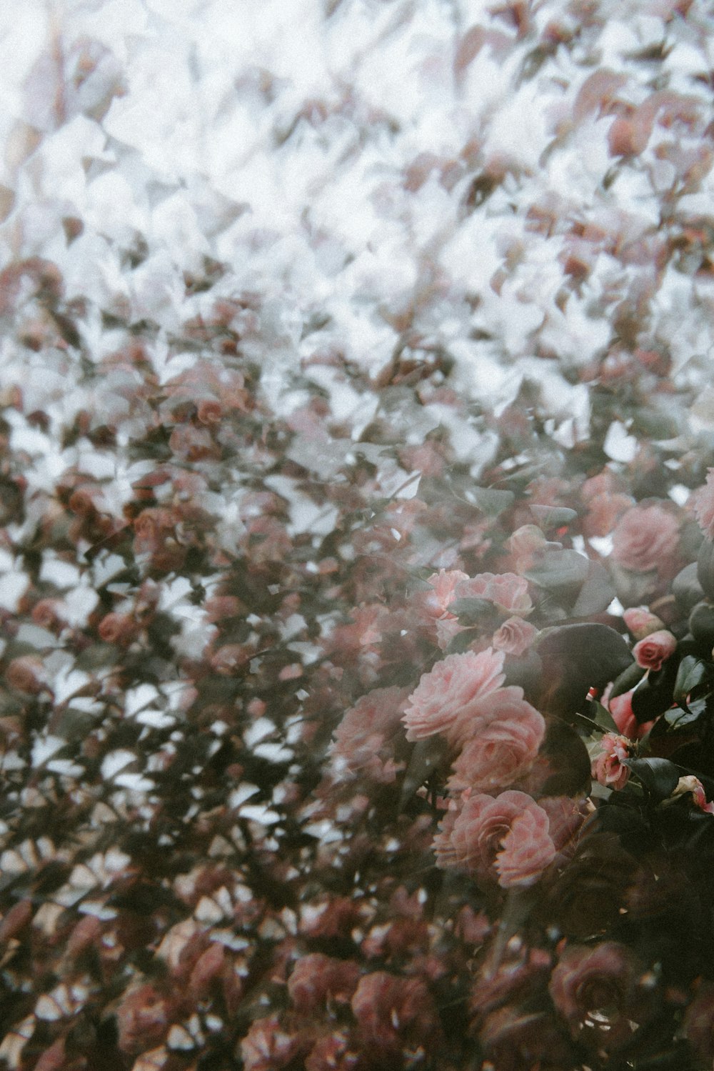 pink-petaled flowers