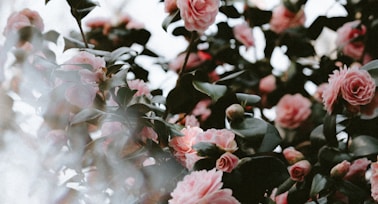 shallow focus photo of pink flowers