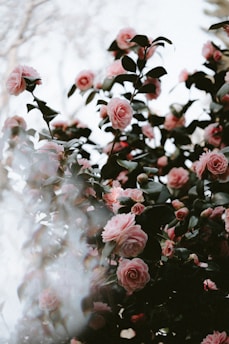 shallow focus photo of pink flowers