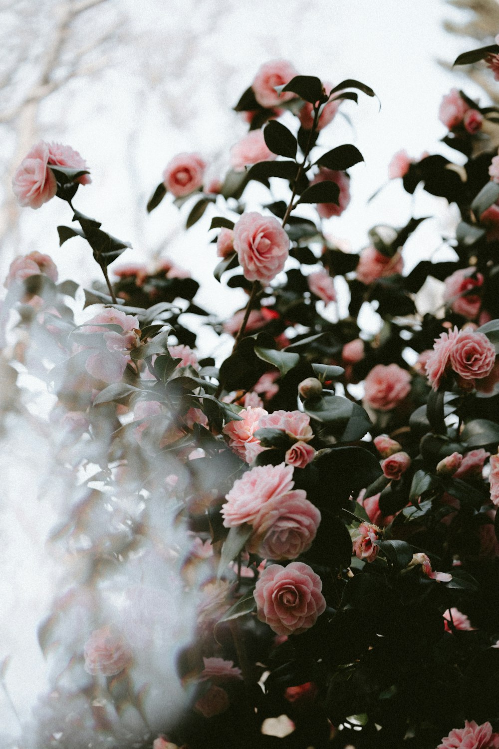 shallow focus photo of pink flowers