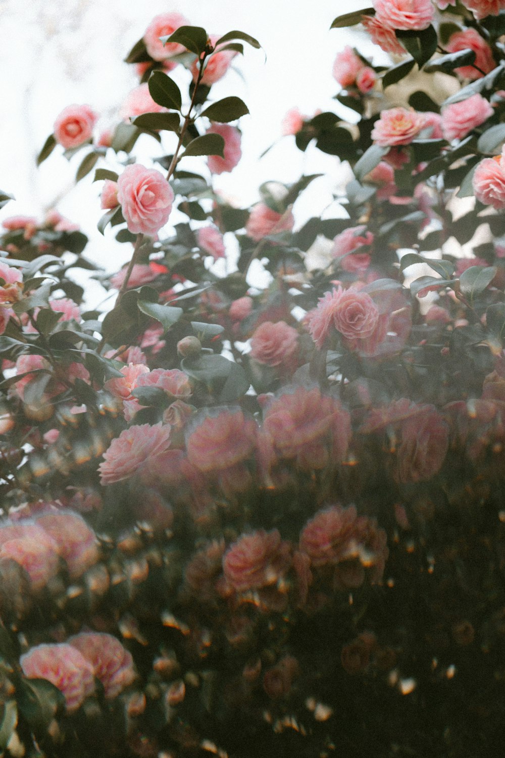 shallow focus photo of pink flowers