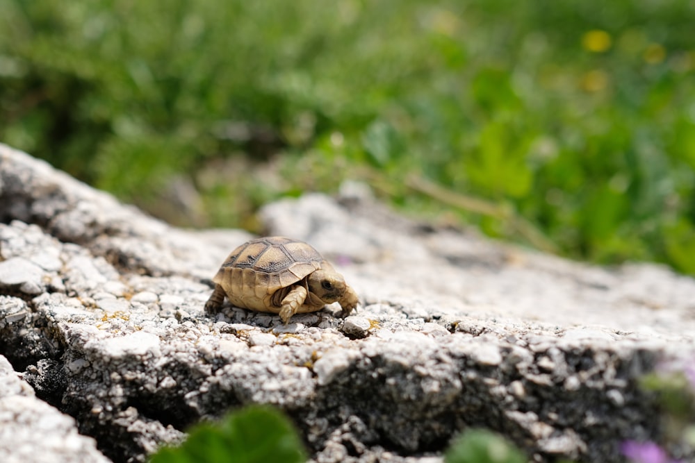 Selektives Fokusfoto einer braunen Schildkröte