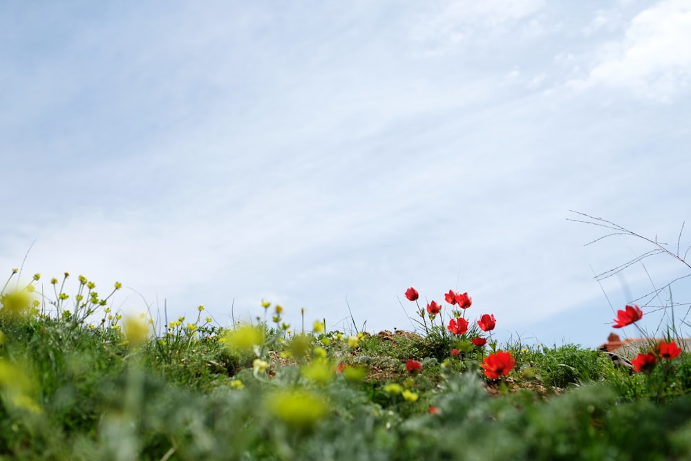 Foto mit flachem Fokus von roten Blumen