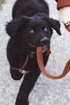 dog biting brown leash