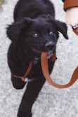 dog biting brown leash