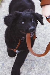 A friendly dog walker smiling while holding a leash with a playful dog.