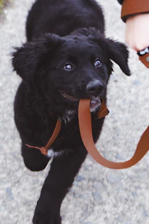 A playful puppy wagging its tail, freshly groomed and ready for a walk