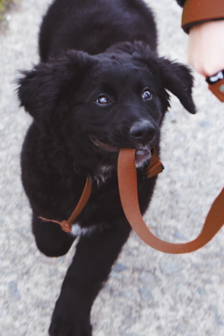 A friendly dog walker smiling while holding a leash with a playful dog.