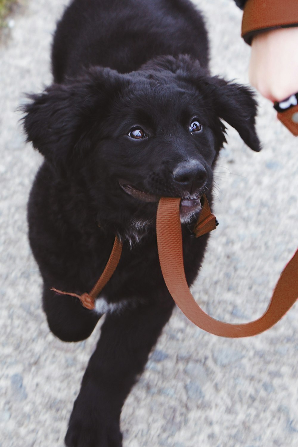 dog biting brown leash