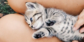 A gentle cat curled up comfortably in a volunteer's lap, purring softly.