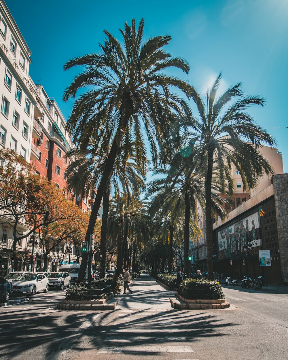 coconut palm trees near building