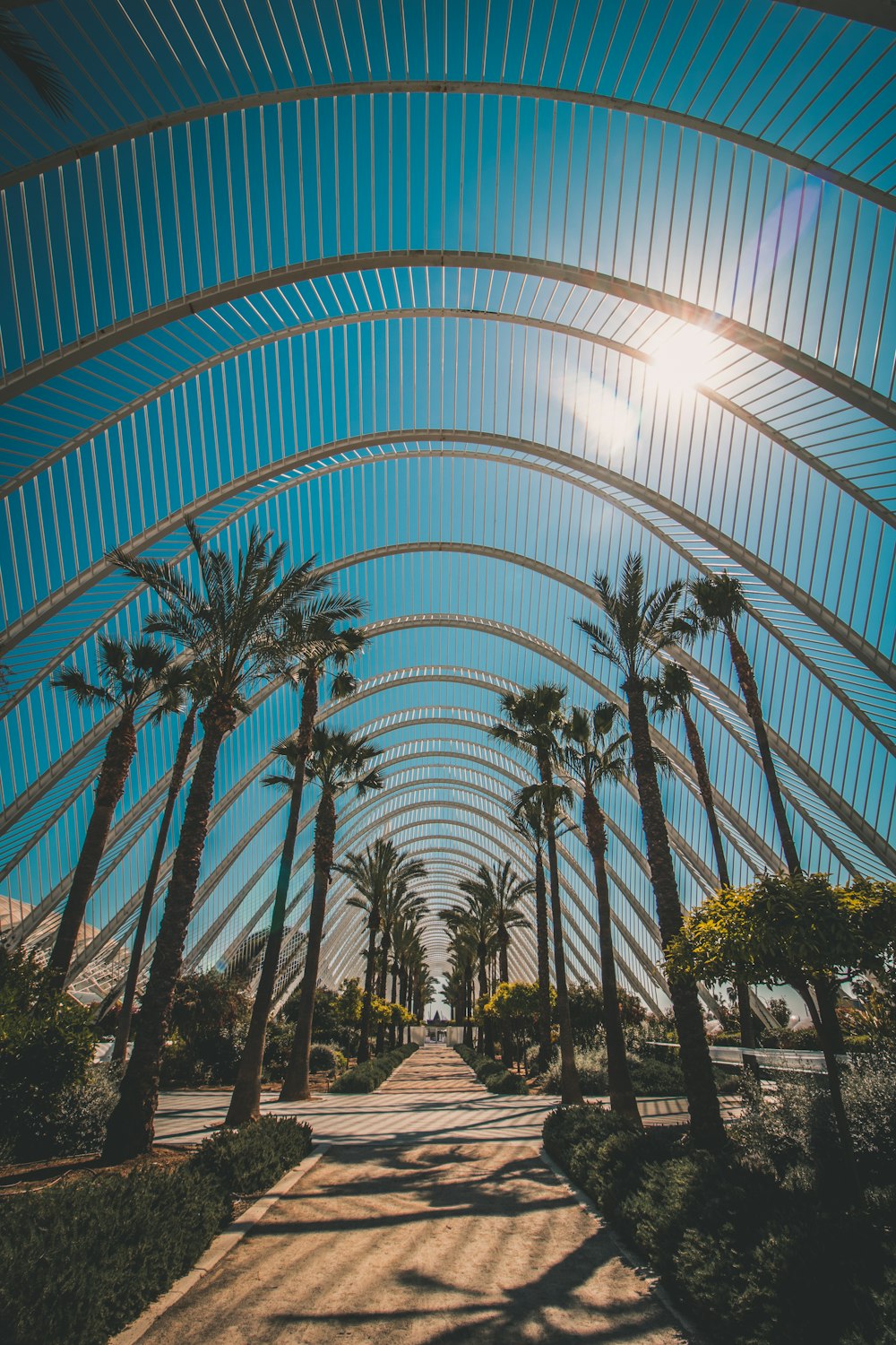 green palm trees during daytime