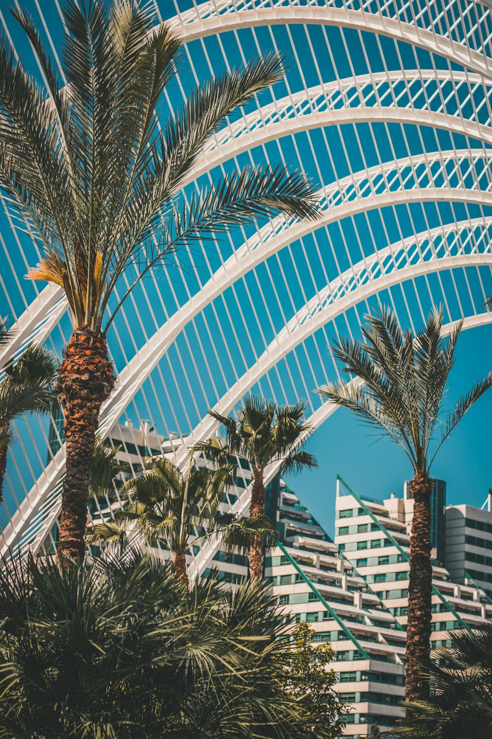 palm trees near building