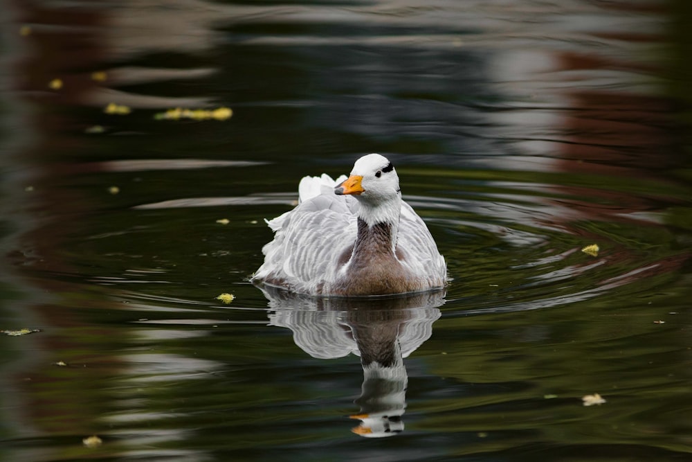 shallow focus photo of duck in body of water