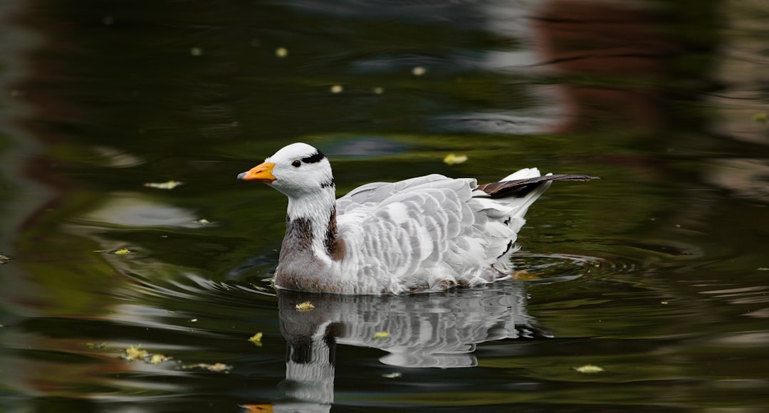 white and gray duck at water