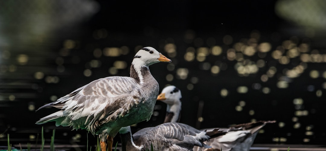 gray and white birds