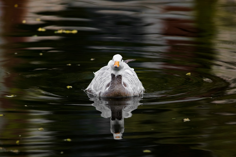 white goose