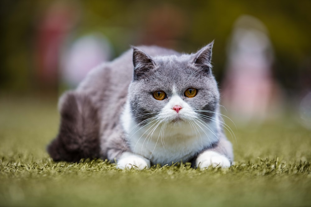 focus photography of gray cat