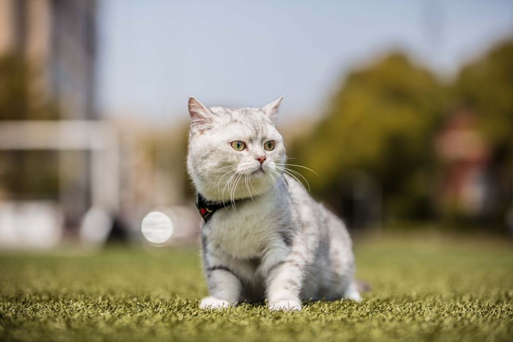 short-fur white cat