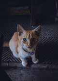 A curious kitten with a cute, hand-sewn accessory collar, sitting on a colorful patterned cushion.