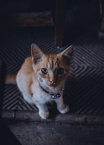 A small orange kitten with a curious expression sits on a textured wooden floor. It wears a collar with colorful bells attached, adding a playful touch. The lighting is dim, creating a cozy and intimate atmosphere.