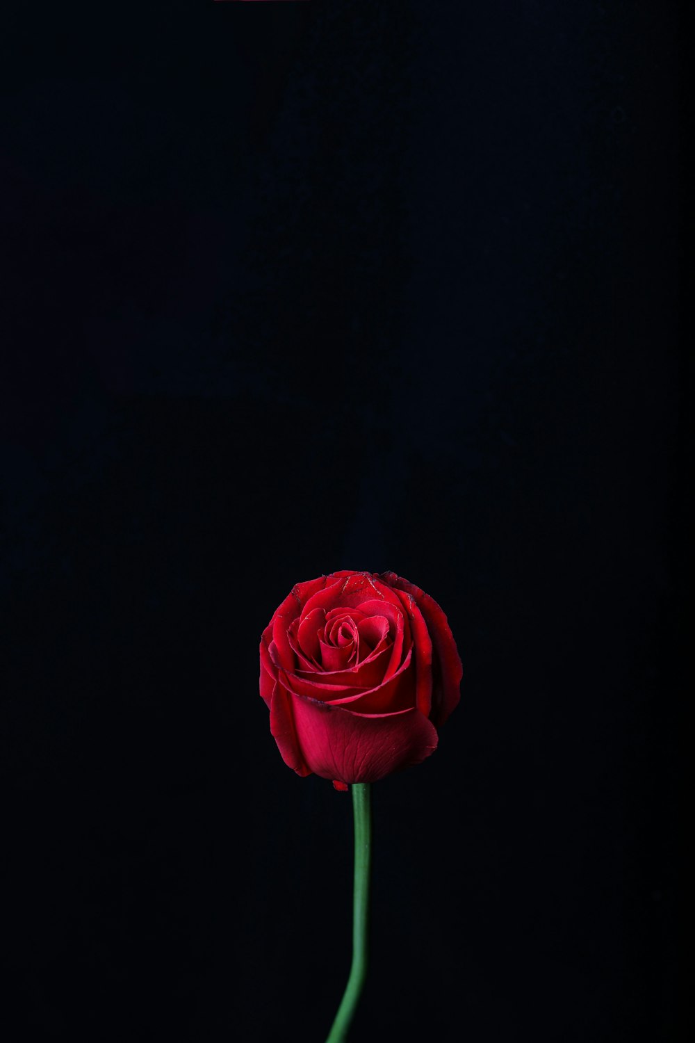 red rose