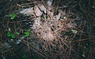 A forest floor covered with dry pine needles, small pieces of green foliage peeking through, and a prominent pine cone partially hidden among the debris.