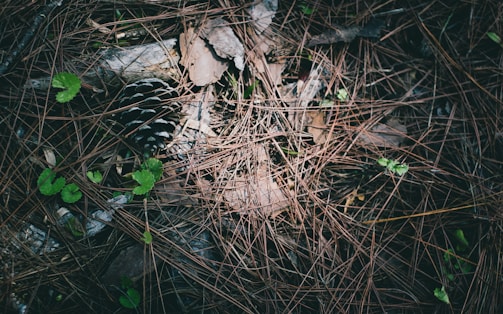 A forest floor covered with dry pine needles, small pieces of green foliage peeking through, and a prominent pine cone partially hidden among the debris.