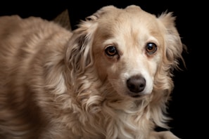 A close-up photograph of a light-colored dog with curly fur and expressive brown eyes. The dog appears to be looking directly at the camera with a slight tilt to its head.