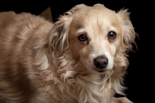 A close-up photograph of a light-colored dog with curly fur and expressive brown eyes. The dog appears to be looking directly at the camera with a slight tilt to its head.