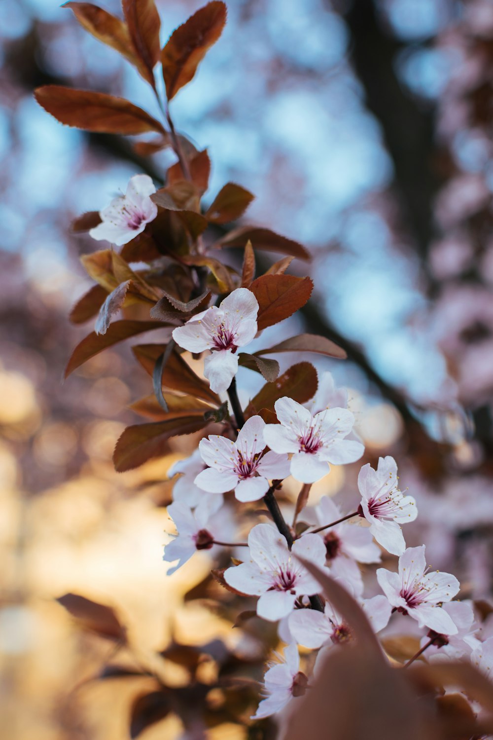 white flowering brown plant