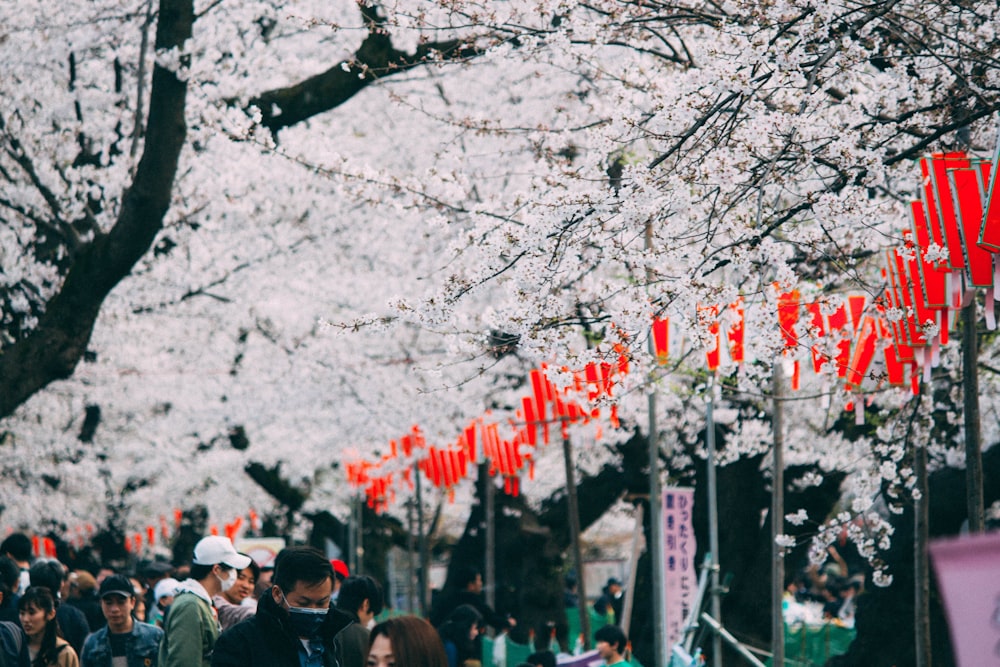 folla che cammina sotto i fiori di ciliegio