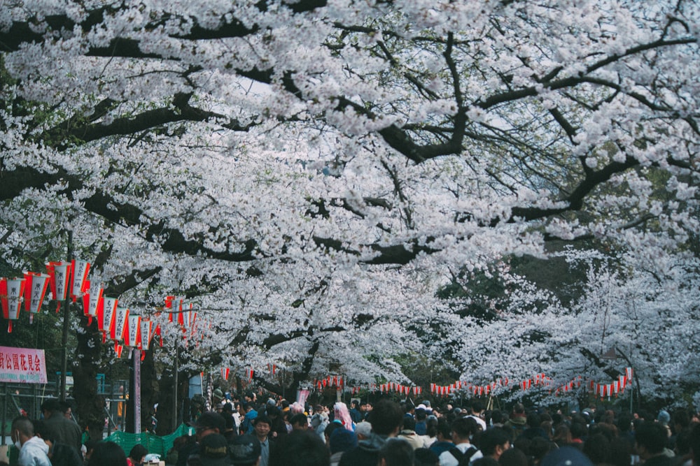 people standing under tree tunnel