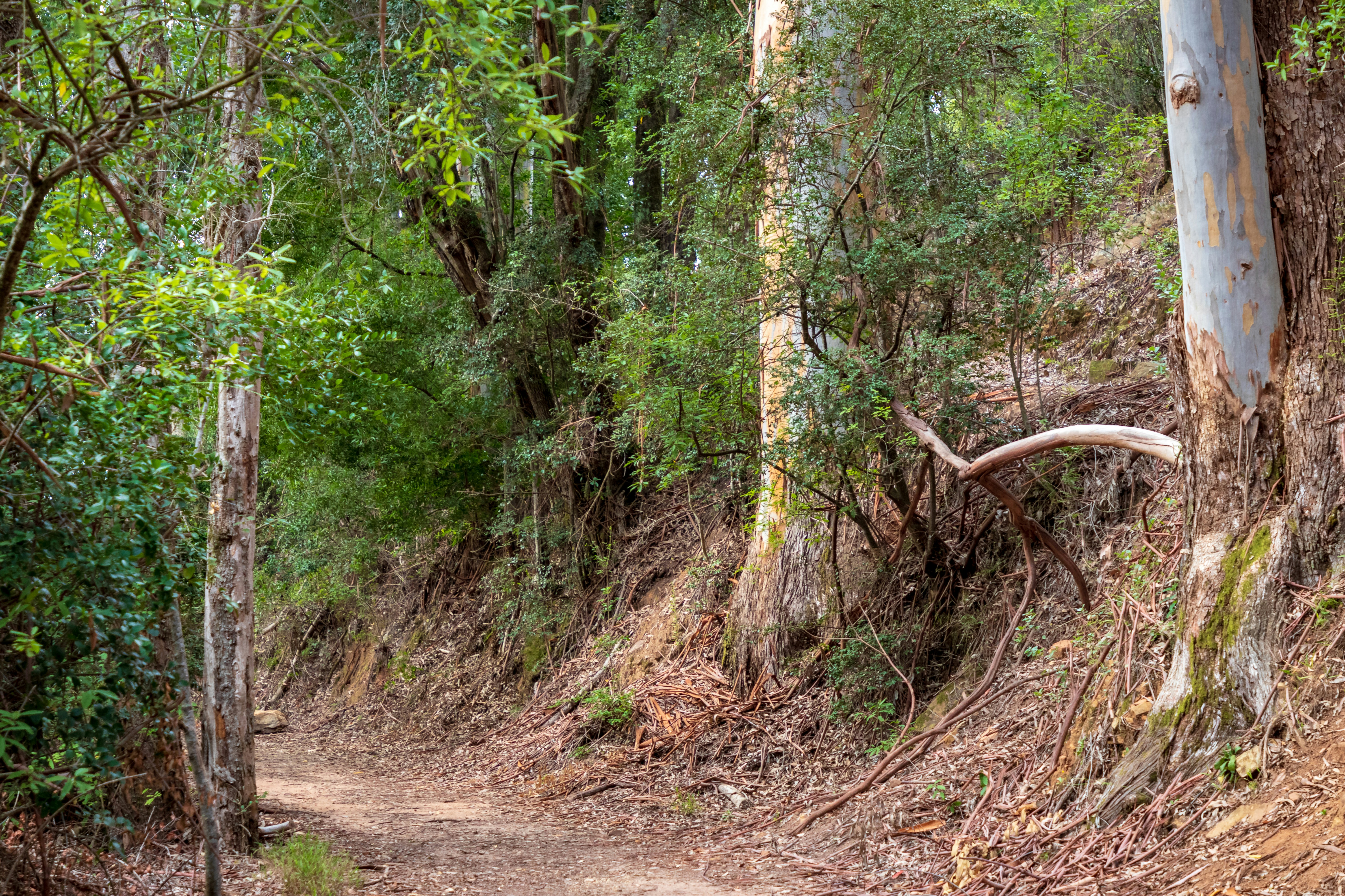 Pathway through the forest near the guesthouse, showcasing local nature.