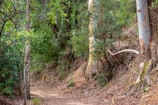 Pathway leading to cabins surrounded by native plants and quiet forest sounds.