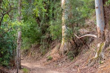 Pathway leading to cabins surrounded by native plants and quiet forest sounds.
