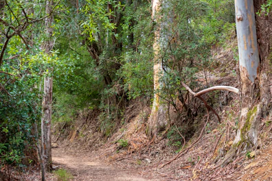 Pathway leading from the guesthouse through natural bush where baboons and warthogs roam.