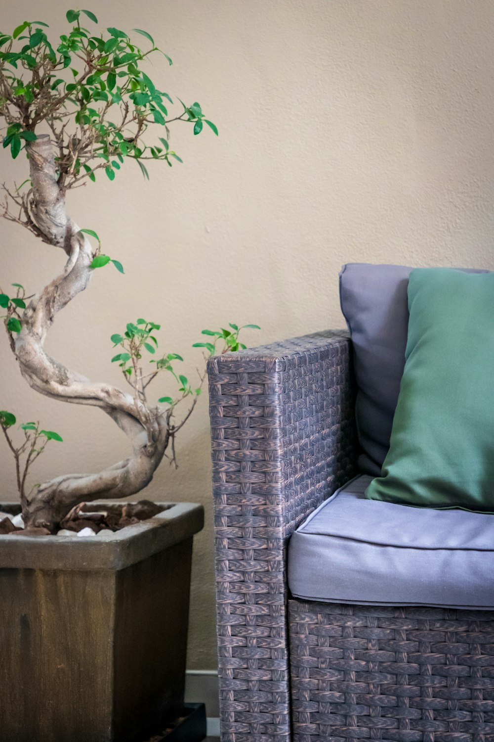 bonsai tree beside chair