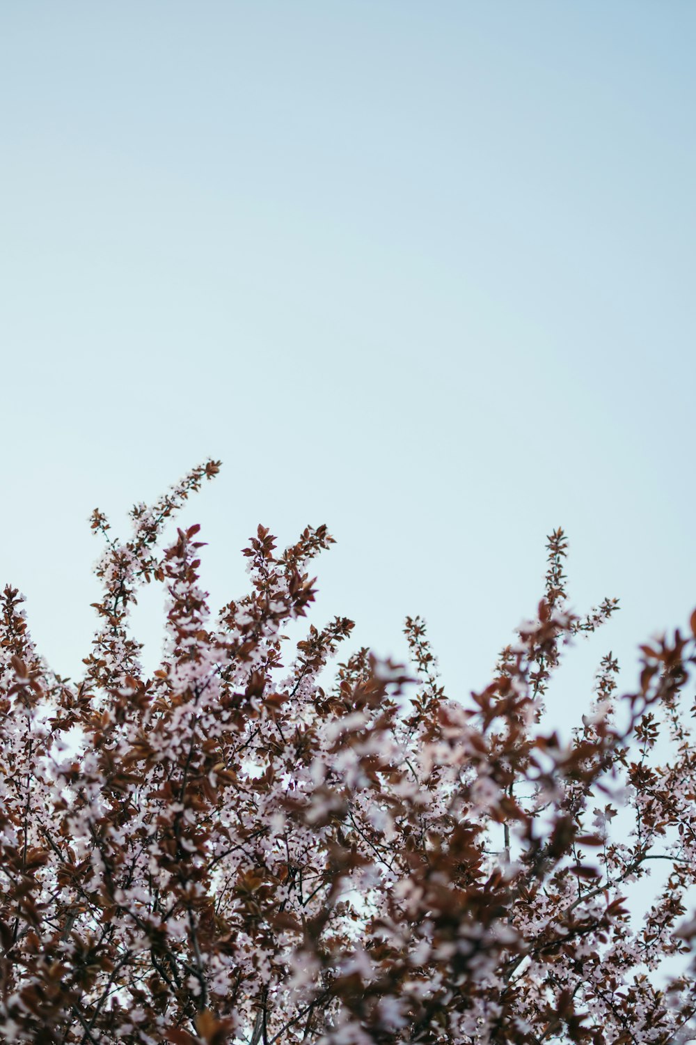 white-petaled flowers during daytime