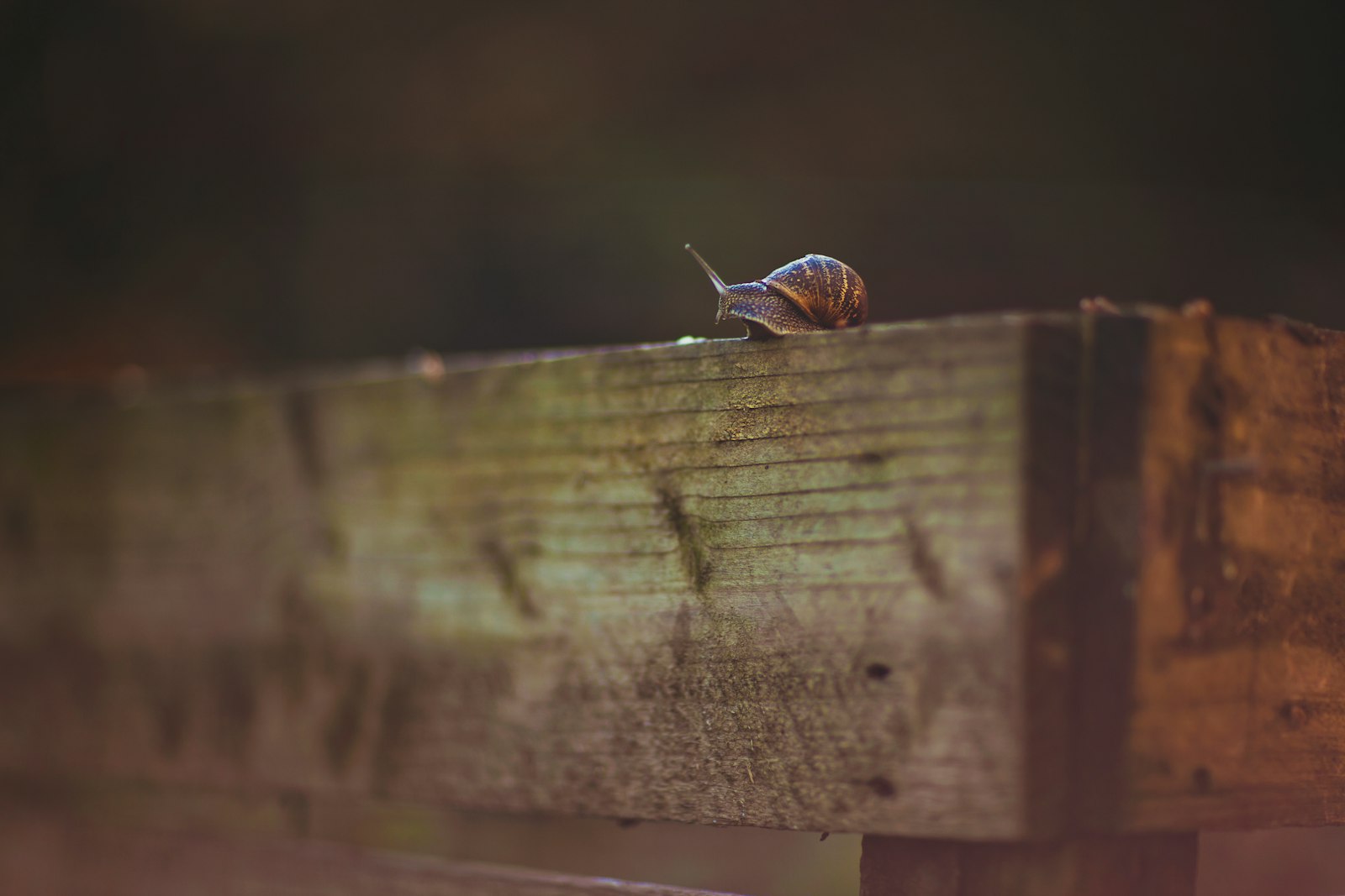 Canon EOS 5D Mark II + Canon EF 85mm F1.2L II USM sample photo. Snail on wood photography