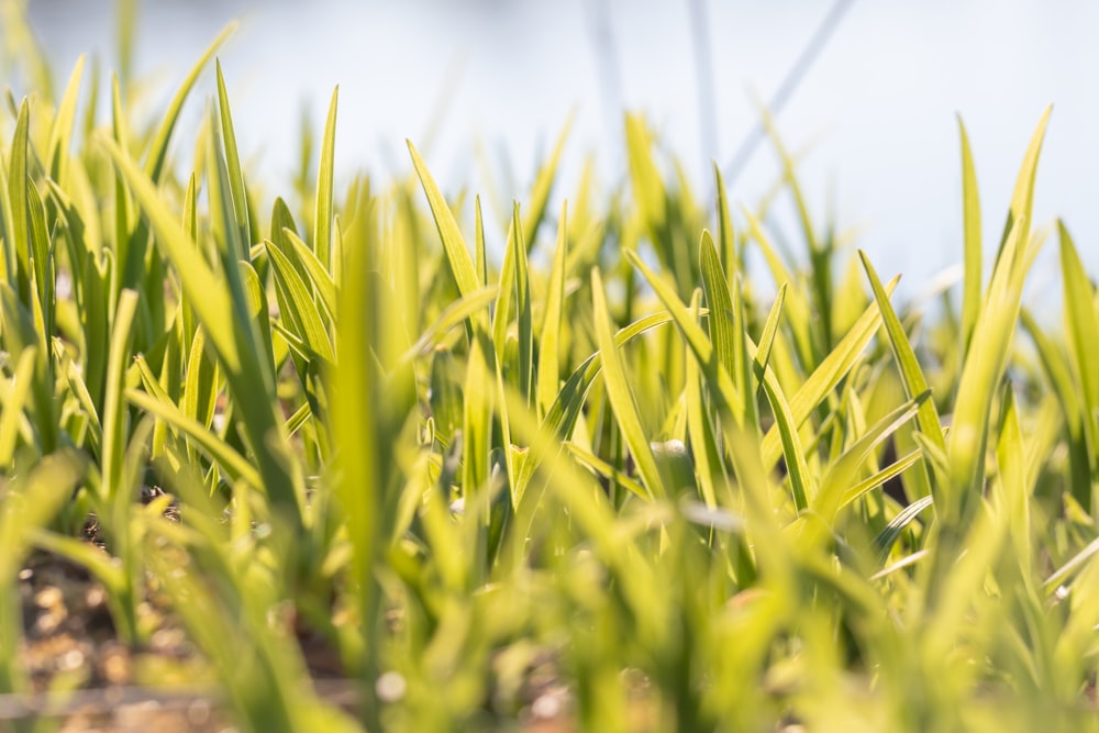 close-up photography of green grass