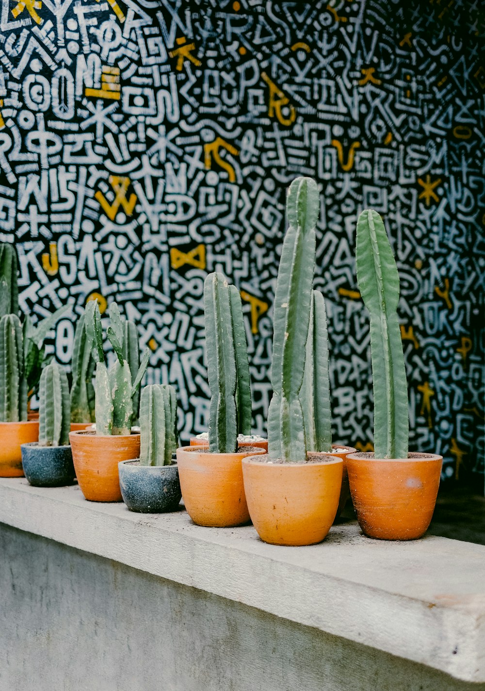 green cactus plants