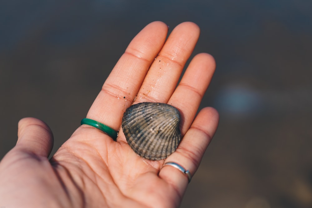 shallow focus photography person holding gray seashell